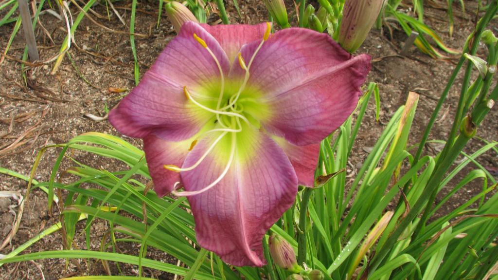 Blue Venom | Harbour Breezes Daylilies and Japanese Iris at